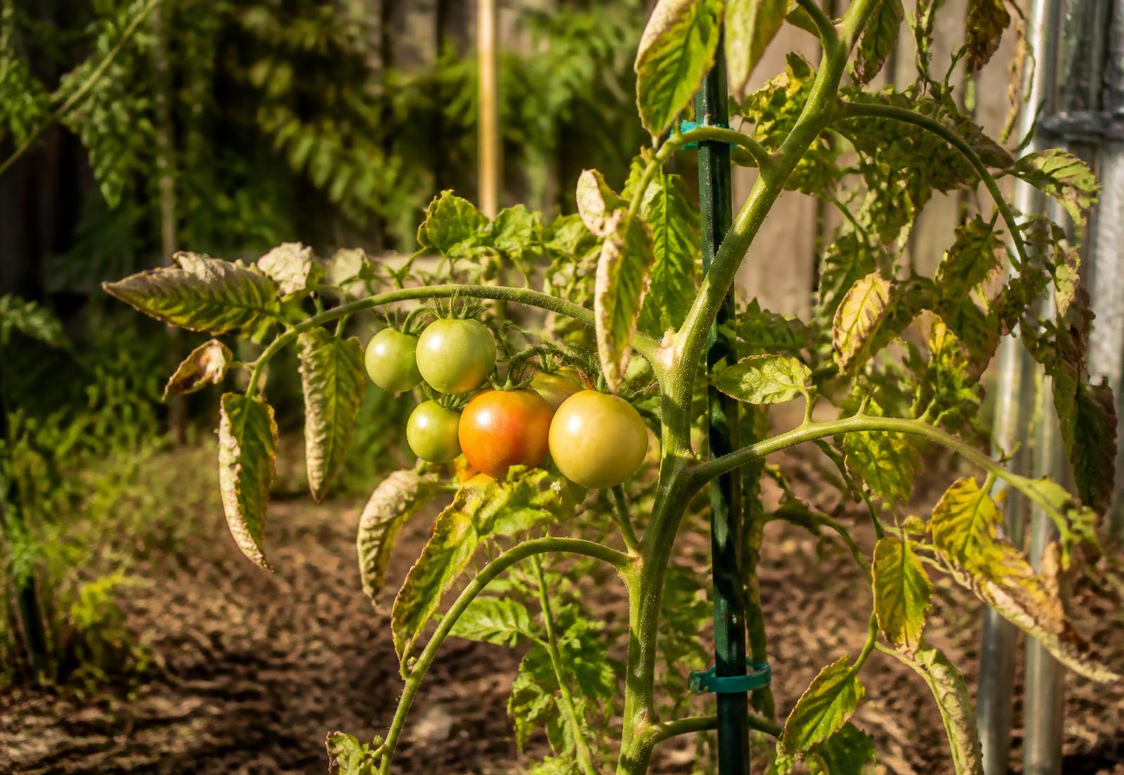 Backyard tomato plant with curled, yellowing leaves and unripe green fruit