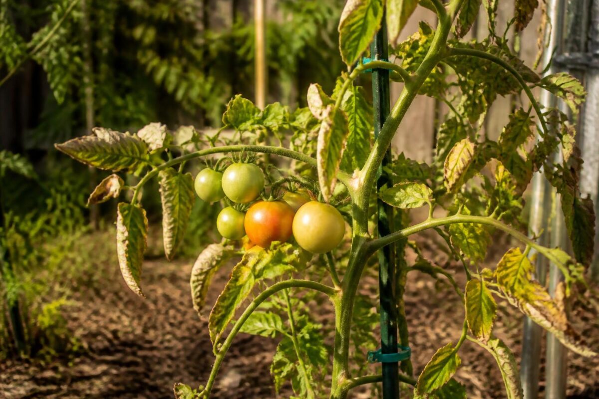 Struggling backyard tomato plant with yellowing leaves and green fruit